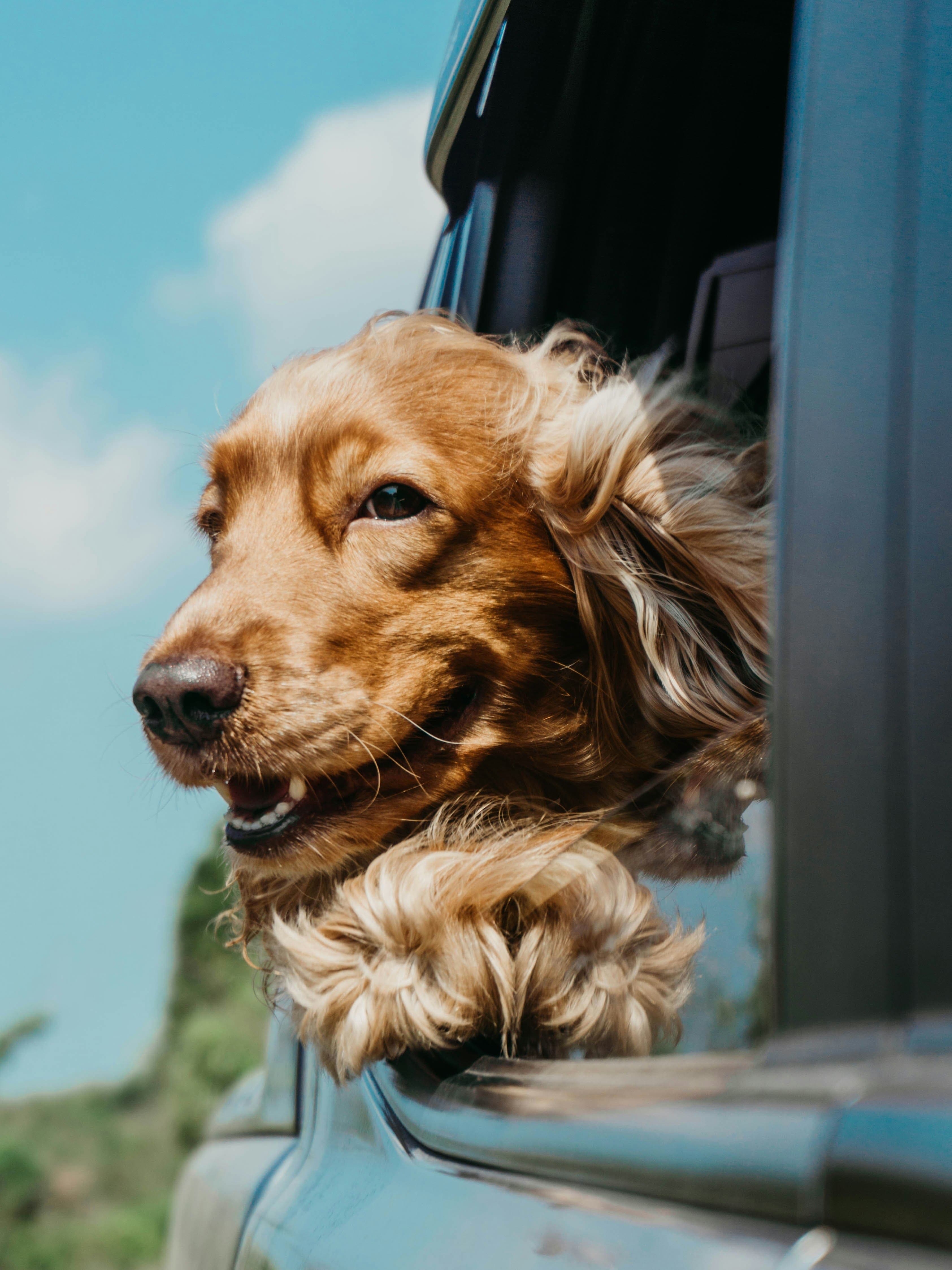 Dog in a car